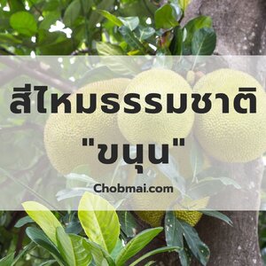 สีไหมธรรมชาติจาก "ขนุน"
