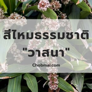 สีไหมธรรมชาติจาก "วาสนา"
