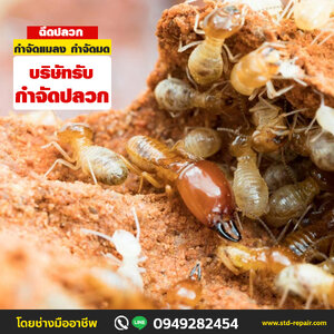 ร้าน68 บริษัทรับกำจัดปลวก