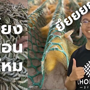 วงจรชีวิตของหนอนไหม