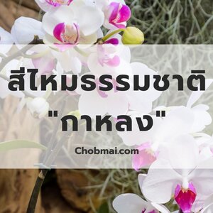 สีไหมธรรมชาติจาก "กาหลง"