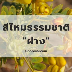 สีไหมธรรมชาติจาก "ฝาง"