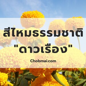 สีไหมธรรมชาติจาก "ดาวเรือง"