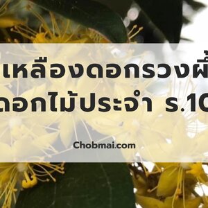 สีเหลืองดอกรวงผึ้ง ดอกไม้ประจำ ร.10