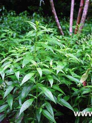 ฟ้าทะลายโจร