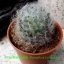 Mammillaria bocasana