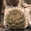 กระบองเพชร cactus กระถางละ 30 บาท