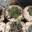 กระบองเพชร cactus กระถางละ 30 บาท