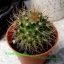 Mammillaria nivosa