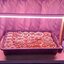 หลอดไฟปลูกต้นไม้ LED T8 35W ยาว 90CM 144 LED Grow Light AC 220V