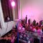 20W LED Grow Light ขั้วเกลียวไฟบ้าน
