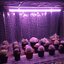 หลอดไฟปลูกต้นไม้ T20 50W ยาว 90CM LED Grow Light AC 220V หลอดใหญ่