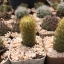 กระบองเพชร cactus กระถางละ 30 บาท