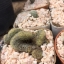 กระบองเพชร cactus กระถางละ 25 บาท