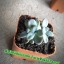 กระบองเพชร cactus