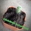กระบองเพชร cactus