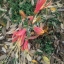 ว่านมหาลาภ (Eucrosia bicolor)