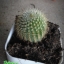 กระบองเพชร cactus
