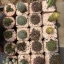 กระบองเพชร cactus กระถางละ 30 บาท