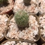 กระบองเพชร cactus กระถางละ 25 บาท
