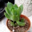 กุหลาบหินEcheveria sp.