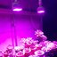 20W LED Grow Light ขั้วเกลียวไฟบ้าน