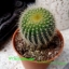 Notocactus leninghausii (กระบองทอง)