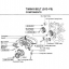 CD คู่มือซ่อม WIRING DIAGRAM TOYOTA CAMRY เครื่องยนต์ 3S-FE, 2VZ-FE