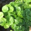 ต้นแว่นแก้ว (Water pennywort)