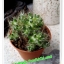 กระบองเพชร cactus