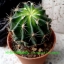 Echinocactus grusonii (ถังทอง)
