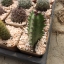 กระบองเพชร cactus กระถางละ 30 บาท