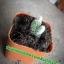กระบองเพชร cactus