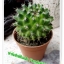 กระบองเพชร cactus
