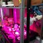 20W LED Grow Light ขั้วเกลียวไฟบ้าน